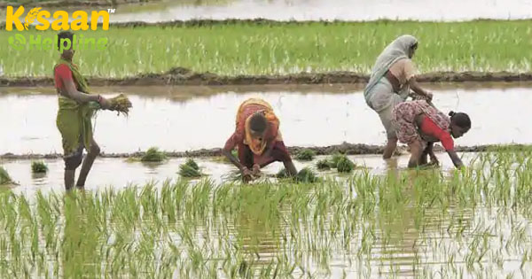 मॉनसून की शुरुआत के बाद से 87 प्रतिशत की बुवाई मॉनसून की शुरुआत के बाद से 87 प्रतिशत की बुवाई